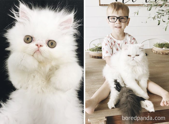 8 Before-And-After Pics Of Cute Cats Growing Up