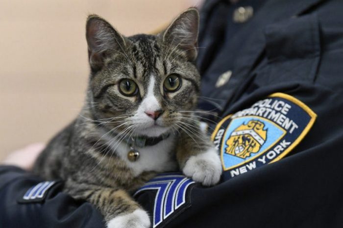 Meet the Friskiest New Officer of the NYPD