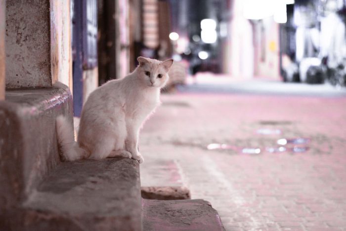 Photographing The Cats Of Essaouira, Morocco