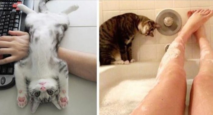 9 Photos That Prove Cats Don’t Care About Your Personal Space