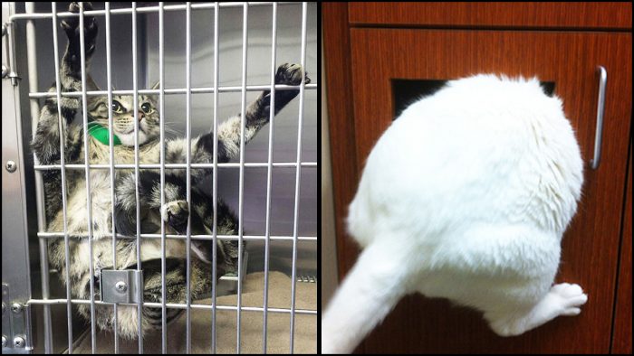 11 Photos Of Cats Desperately Trying To Hide And Escape The Vet