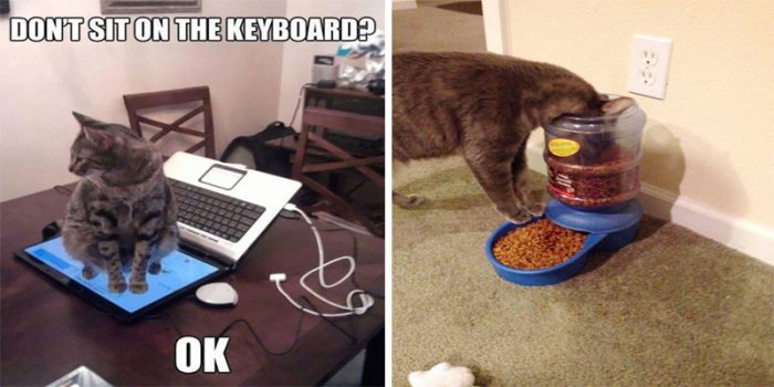 12 Funny Examples Of Cat Logic And Behaviour