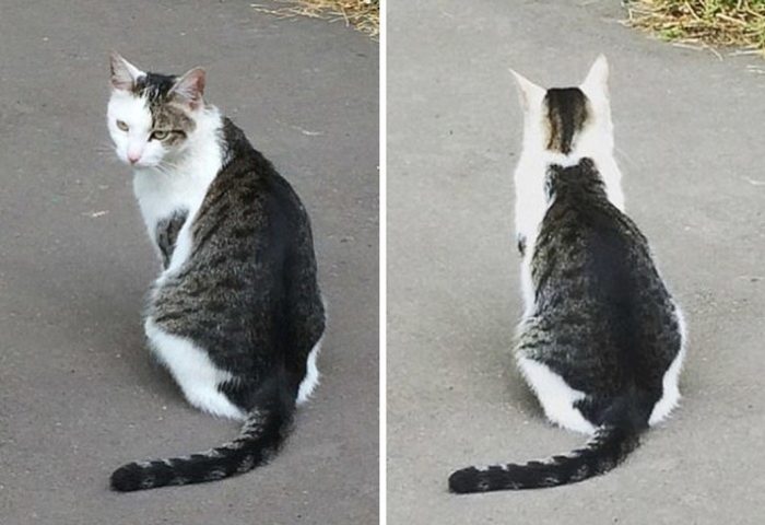 Cat With A Cat On His Back Goes Viral In Japan