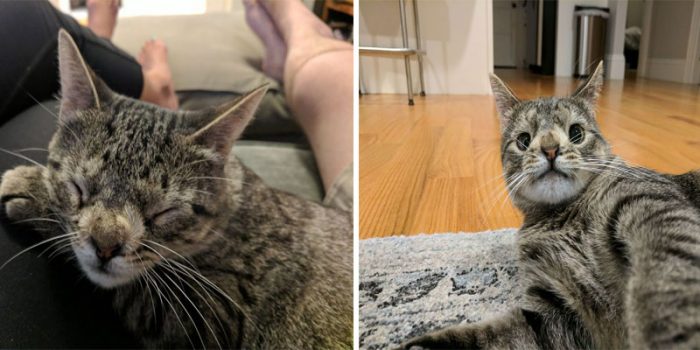 Meet The Cat Who Nobody Wanted Because The Way She Looks