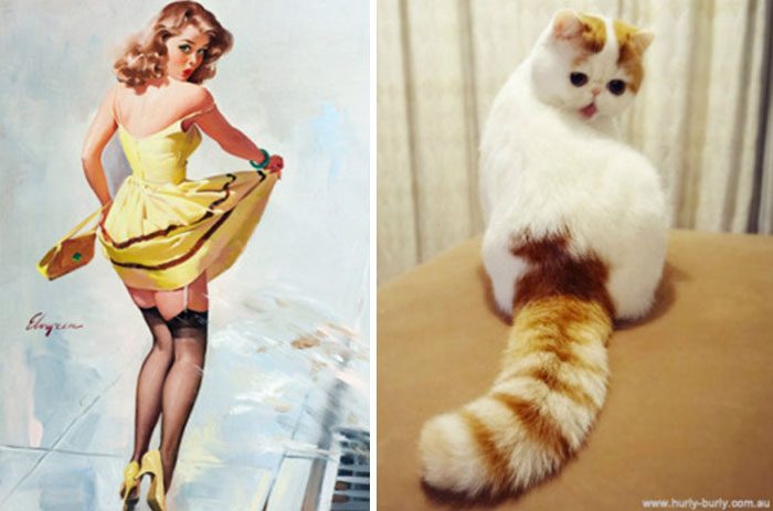 10 Photogenic Cats Posing Like Pin Up Girls