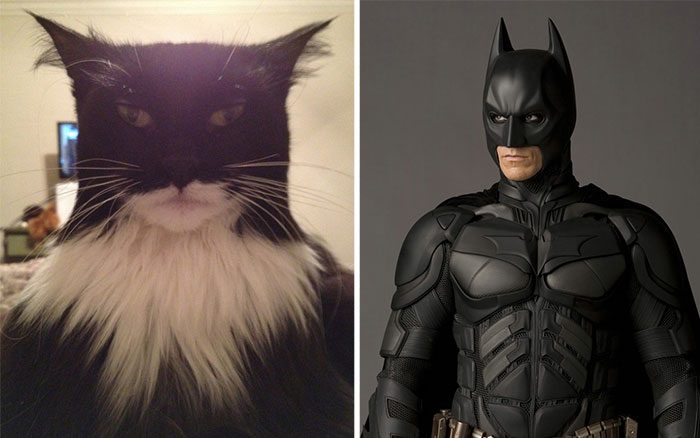 12 Awesome Cats That Look Like Other Things