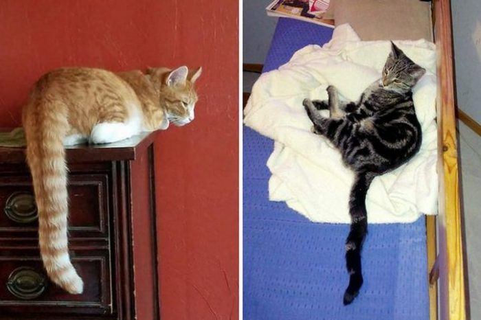 10 Amazing Cats With The Longest Tails