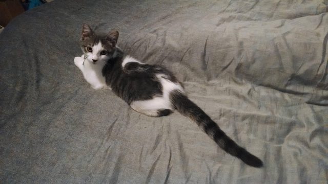 Трабл кошка. Cat with long Tail. Cats long tails