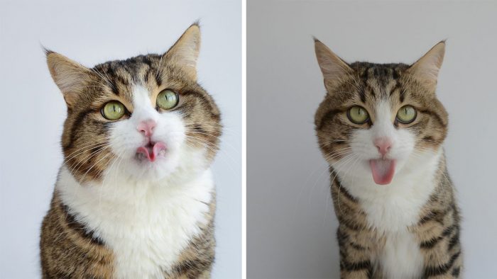 Bleps And Tongue Tricks Are This Cat’s Speciality! Meet Rexie!