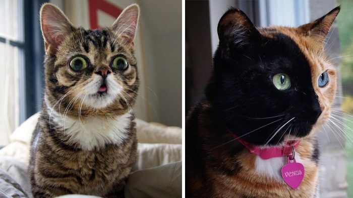 A List With Some Of The Most Famous Cats Of The Internet