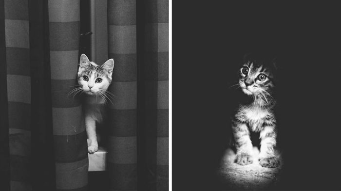 This Photographer Tries To Show The Beauty Of Cats Through Black And White Photos