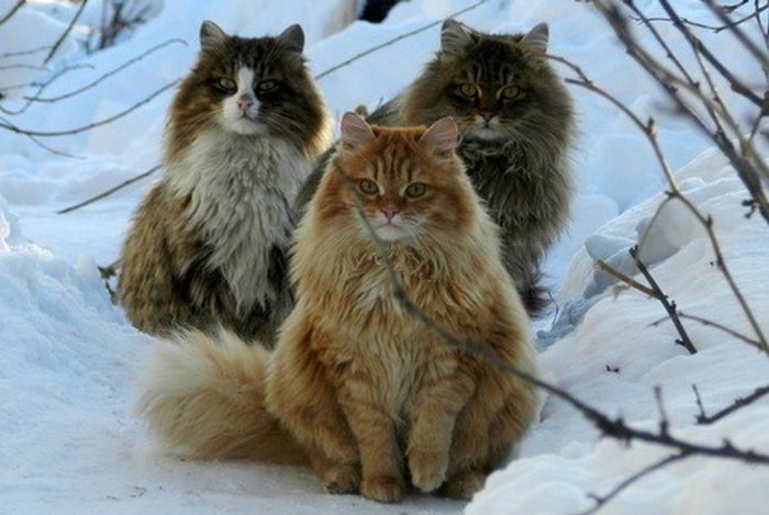 The Pet Of Vikings – Norwegian Forest Cat