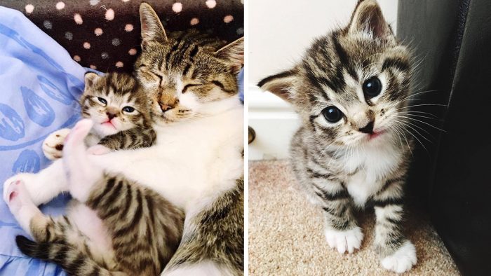A heartwarming story, from fear to trust, of a stray cat, Princess and her kitten, Casper.