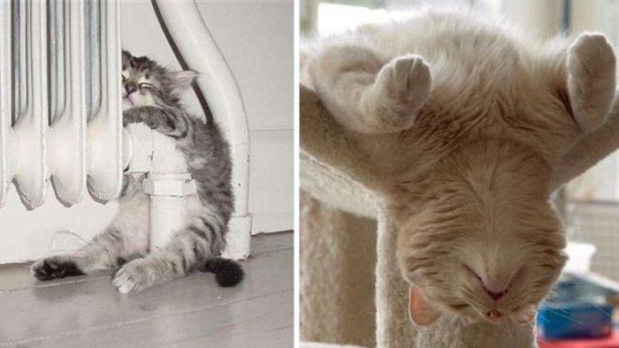 These 14 Funny Photos Show Us That Cats Can Sleep In Any Position