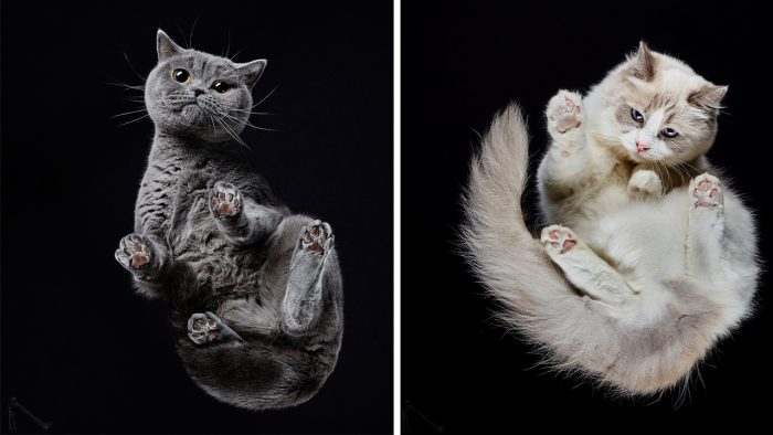 Cats Photographed From Underneath – Under-Cats