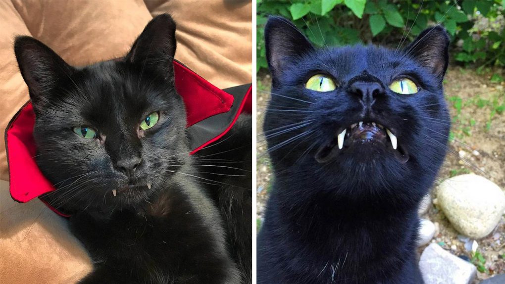 Rescue Cat Grows Up Into A “Vampire” | Viral Cats Blog