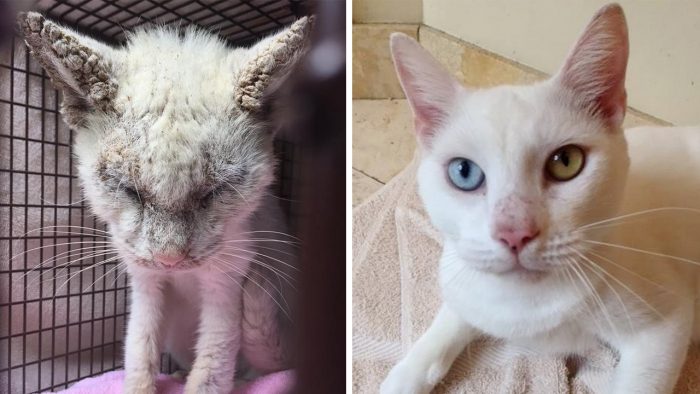 Cat Gets Help To See Again And Surprises Rescuers After Revealing Incredible Beauty Of His Eyes