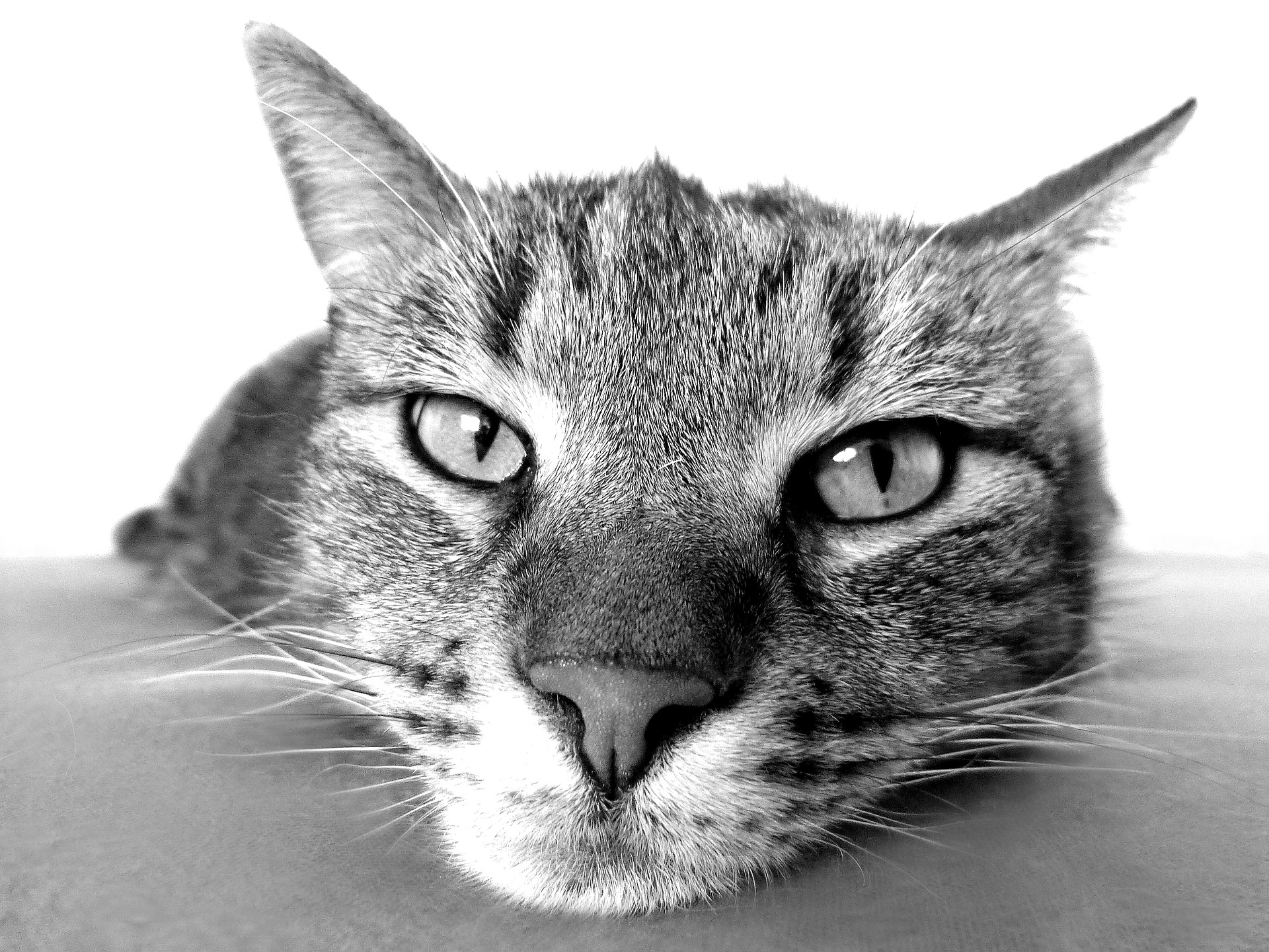 8-interesting-facts-about-the-cat-noses-and-their-sense-of-smell