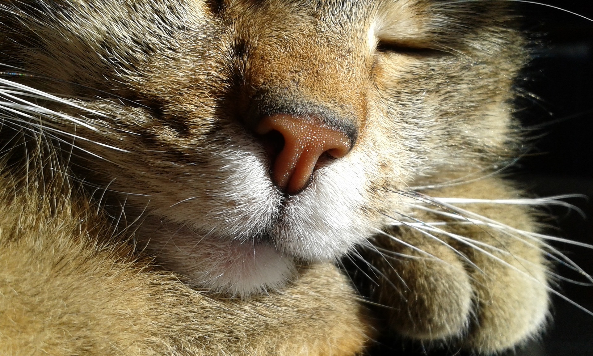 8 interesting facts about the cat noses and their sense of smell