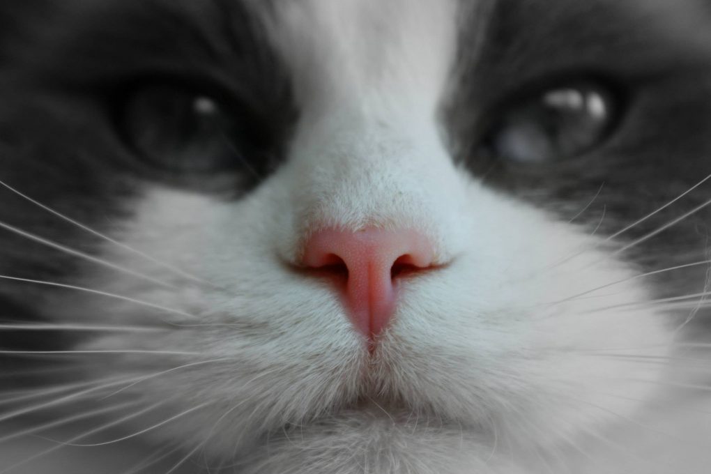 runny-nose-in-cats