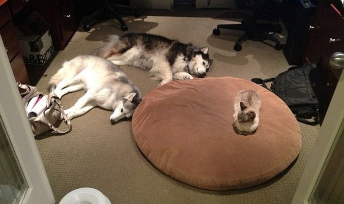 12 Cats That Stole Dog Beds And Didn’t Care About The Pawlice