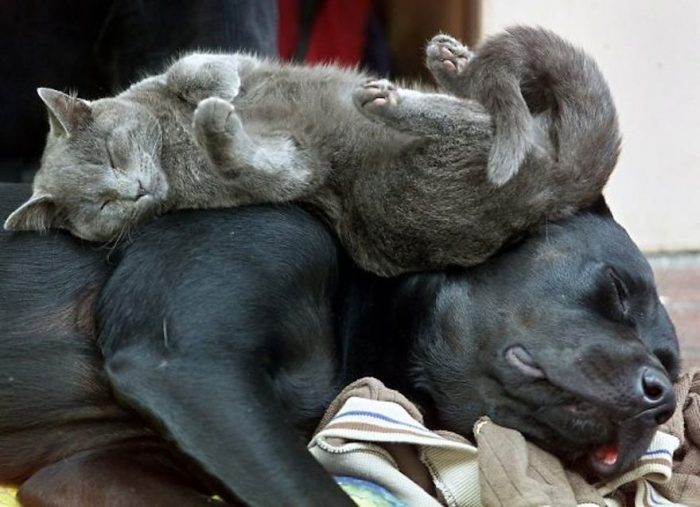 These Cute Cats Like To Use Dogs As Pillows