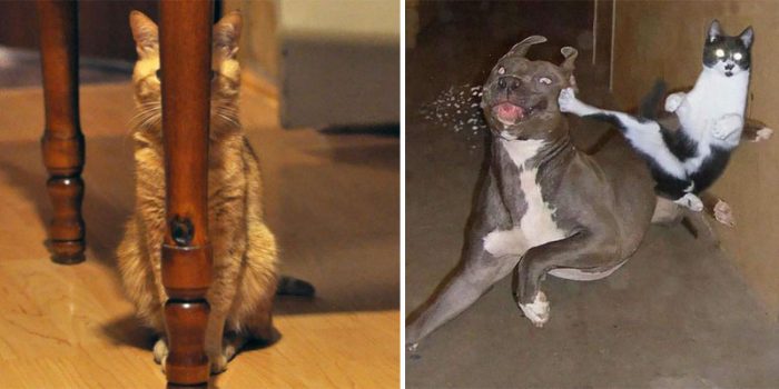 14 Cats That Have Mastered The Ancient Art Of Ninjutsu And Camouflage