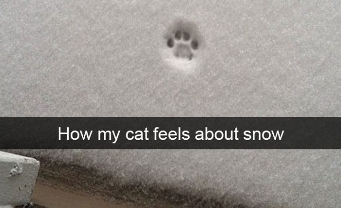 9 Funniest Cat Snapchats That You Need To See Right Meow