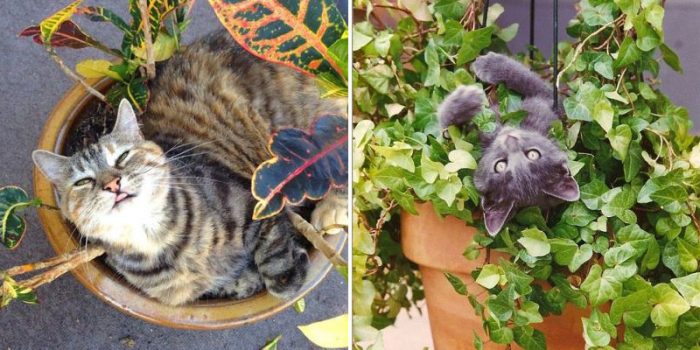 12 Cat-Plants You Probably Shouldn’t Water