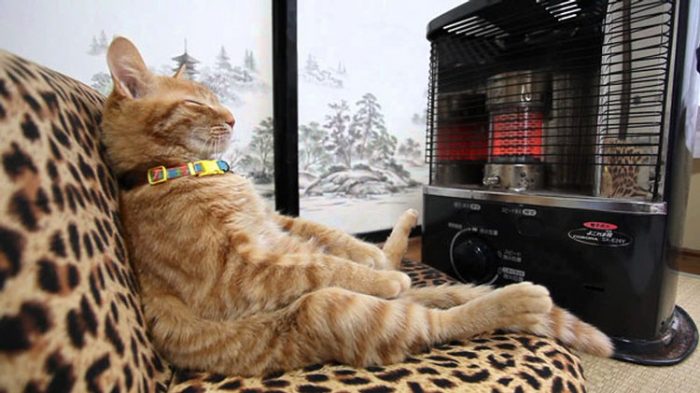 15 Cute Cats Who Love Warmth More Than Anything