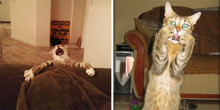 9 Funny Over Dramatic Cats Who Deserve An Oscar