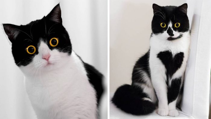 Meet Izzy and Zoë – The Cat With A Heart Print On Her Chest