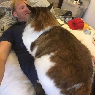 Meet Samson The Largest Cat In NYC Who Weighs 28 Lbs And Is Around 4 ...