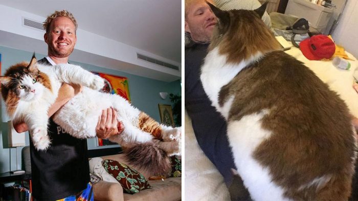 Meet Samson The Largest Cat In NYC Who Weighs 28 Lbs And Is Around 4 Feet In Length