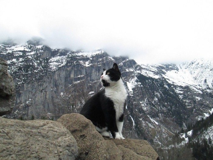 Meet The Cat From Gimmelwald Who Guides A Man Down The Mountain After He Got Lost