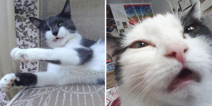 14 Hilarious Pictures Of Cats Caught In Mid-sneeze