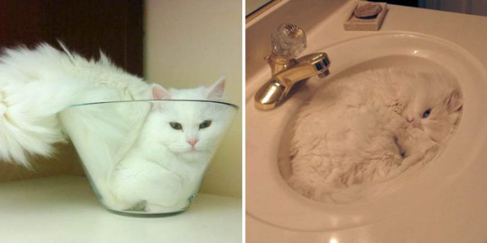 10 Pictures That Prove Cats Are Liquids
