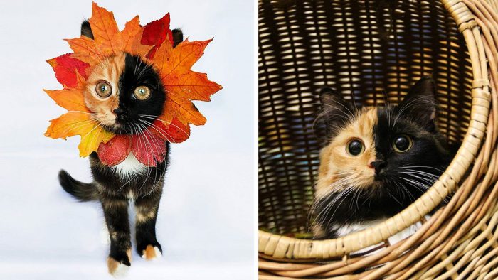 Meet Yana – The Adorable ‘Two-Faced’ Cat