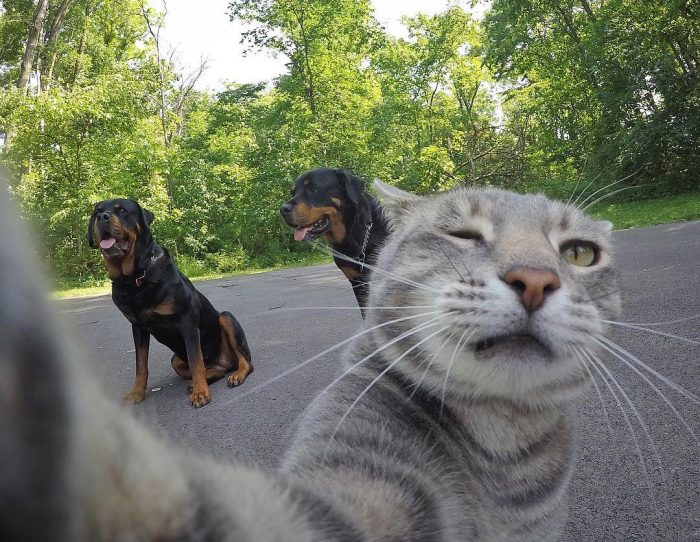 Manny The Cat Who Takes Better Selfies Than Most Of Us