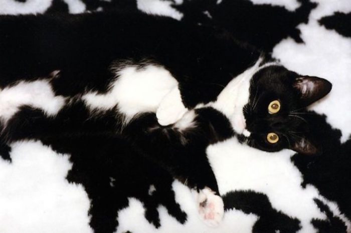 12 Camouflaged Cute Cats Winning At Hide-And-Seek
