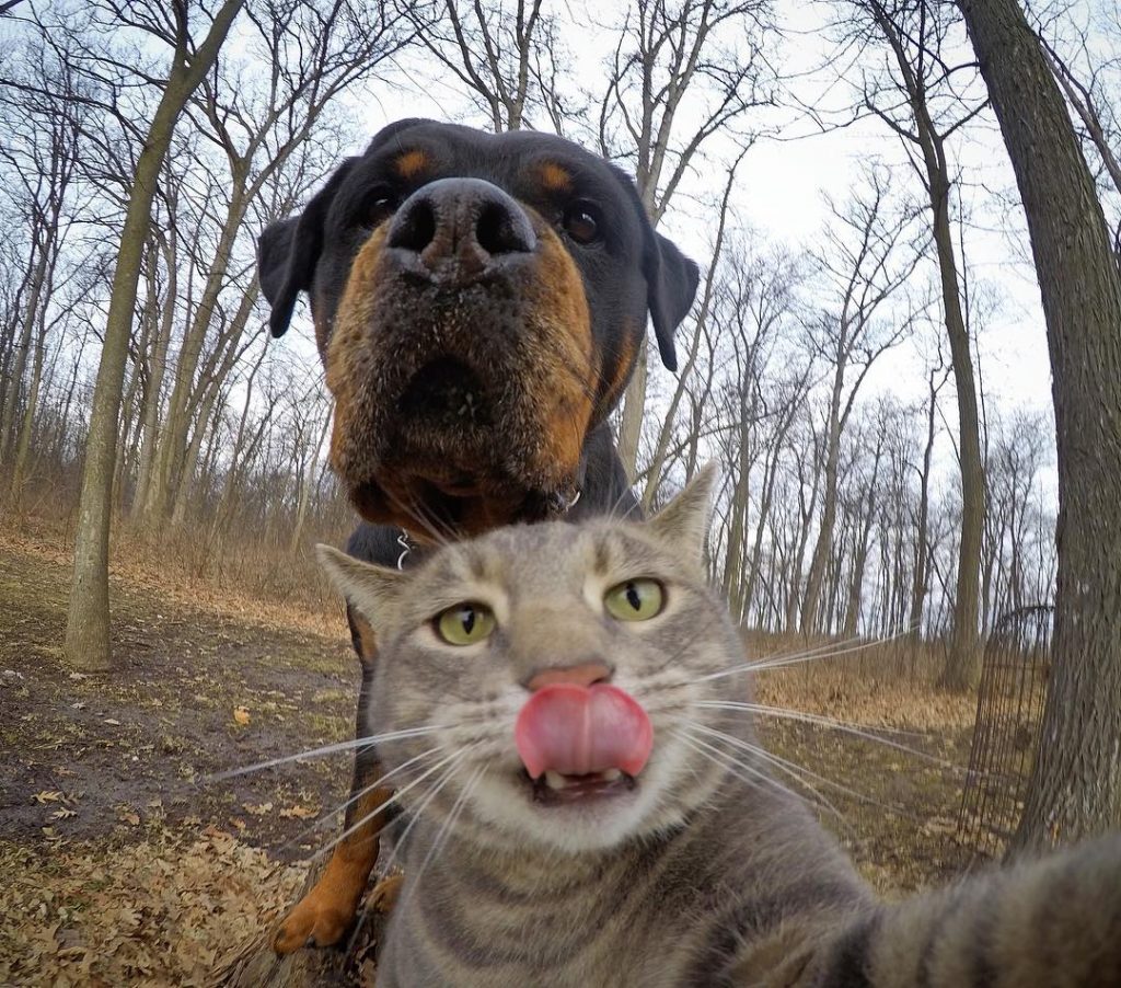 Manny The Cat Who Takes Better Selfies Than Most Of Us – Viral Cats Blog