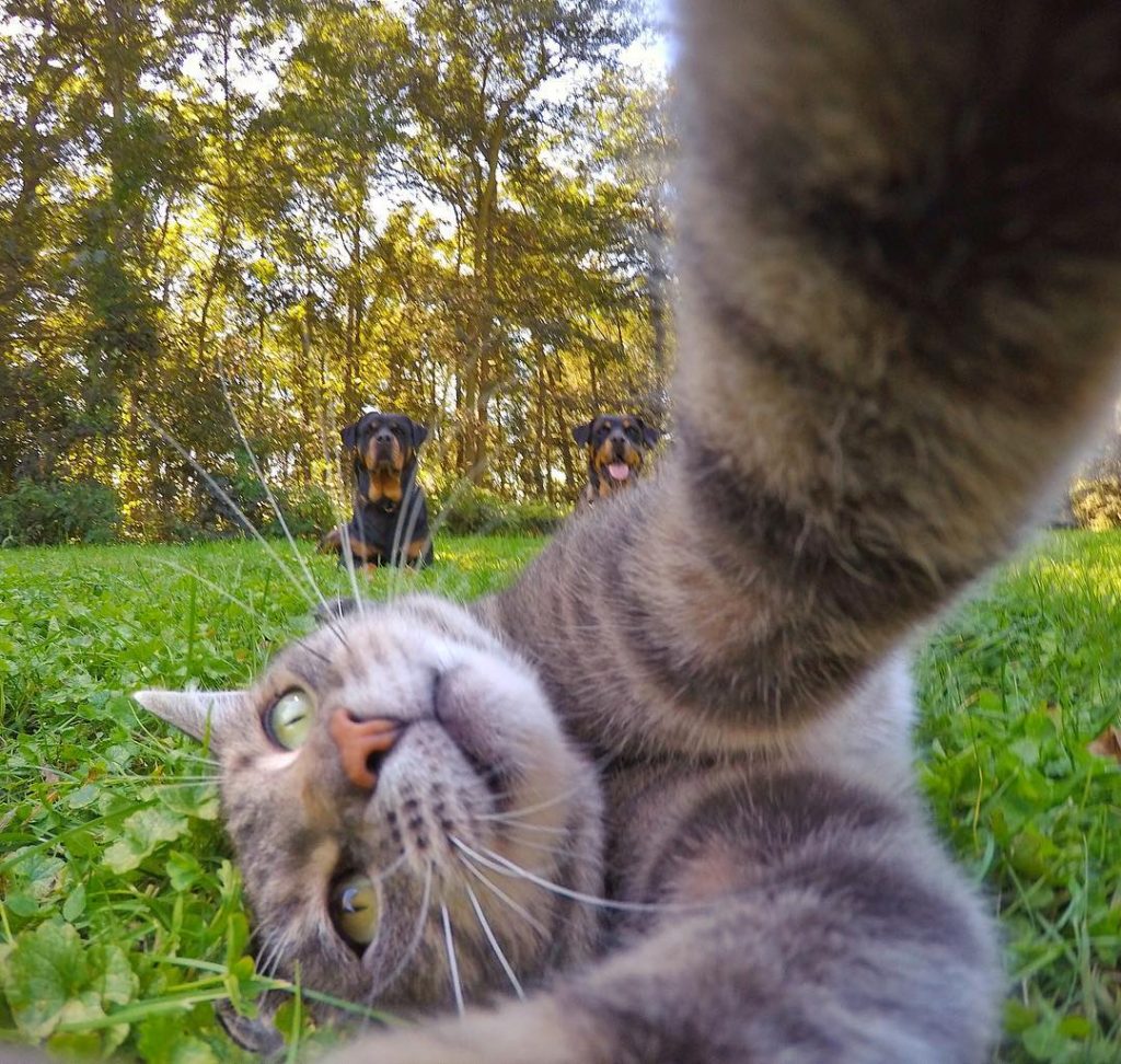 Manny The Cat Who Takes Better Selfies Than Most Of Us Viral Cats Blog
