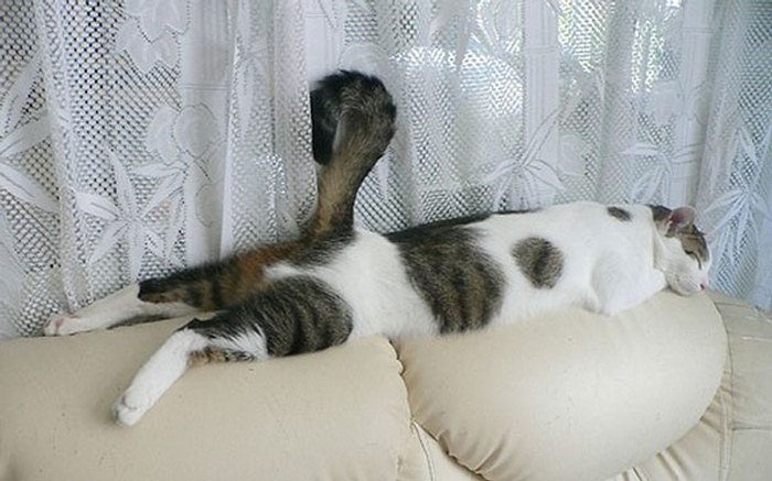 These 15 Funny Cats Have Mastered The Art Of Sleep-Fu