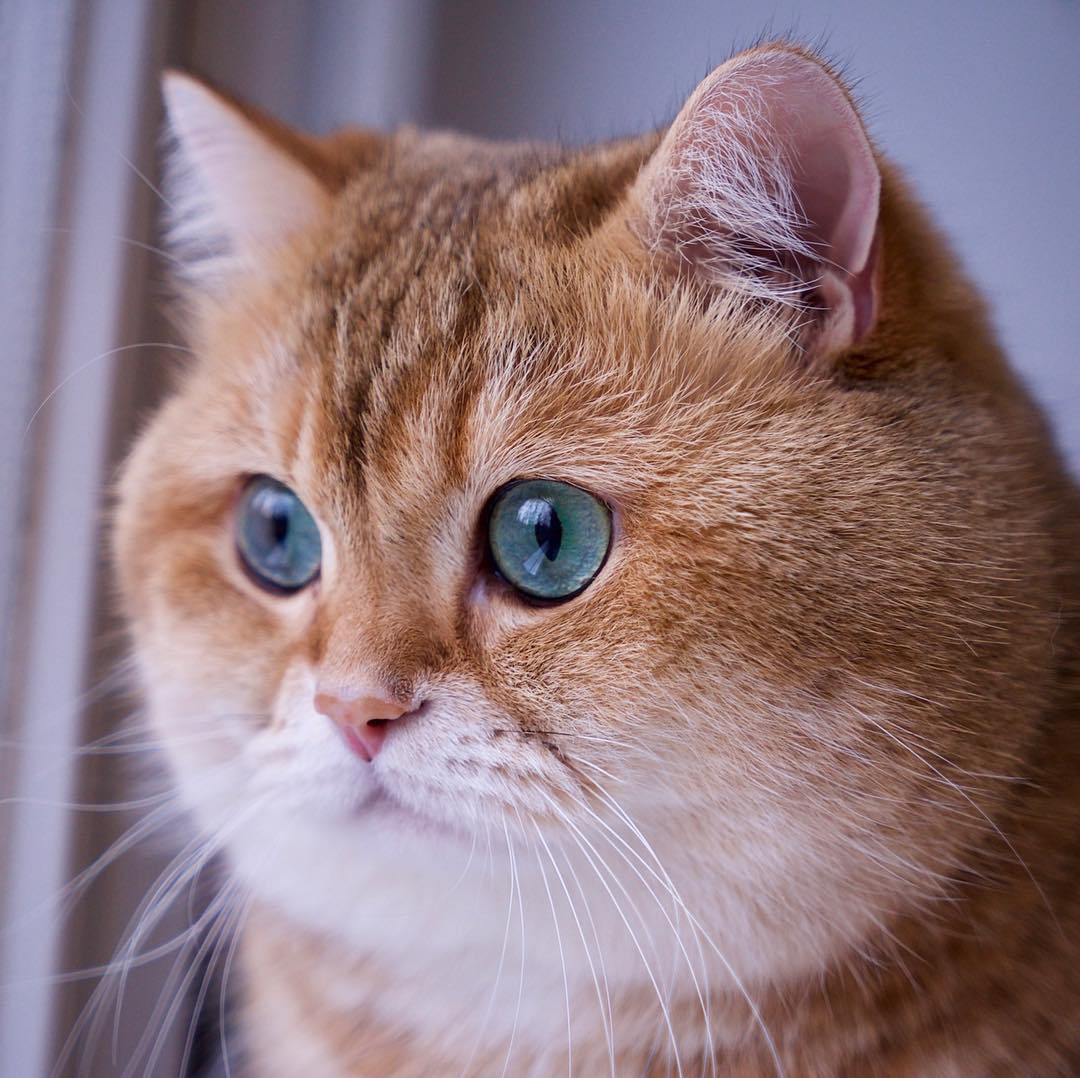 Кот рыжий порода Хосико