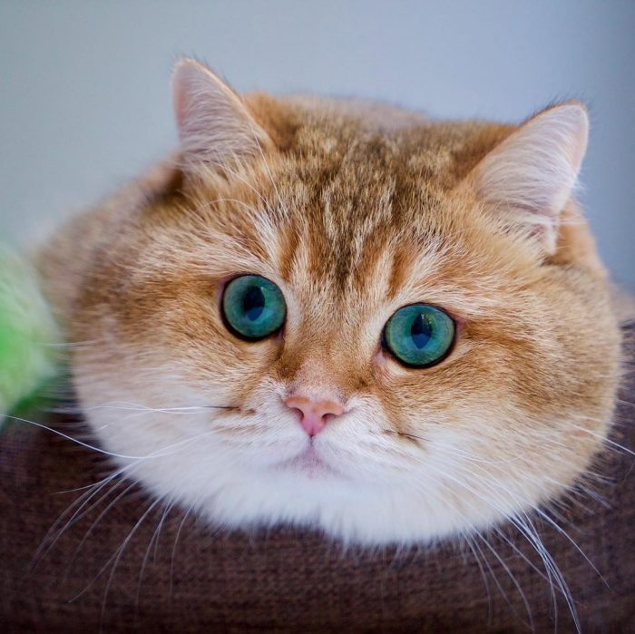 Meet Hosico: The Real Life Puss In Boots