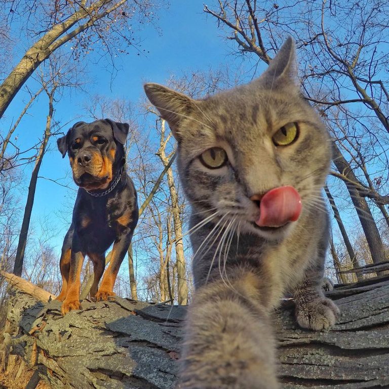 Manny The Cat Who Takes Better Selfies Than Most Of Us – Viral Cats Blog