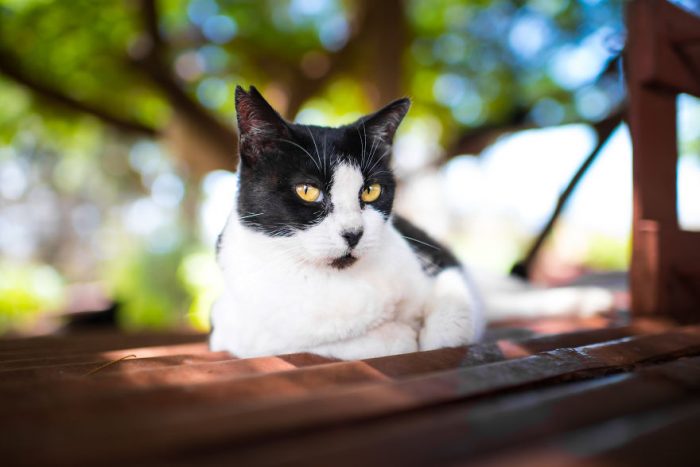 The Amazing Cat sanctuary On One Of Hawaii’s Small Islands – Viral Cats ...