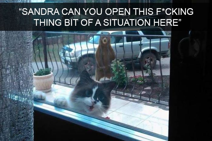 15 Hilarious Cat Snaps That Are Im-Paw-Sible To Not Laugh At