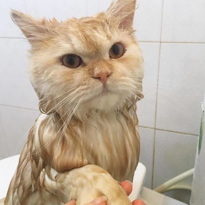 This Is Meepo, The Cat Who Loves Taking Showers Viral Cats Blog