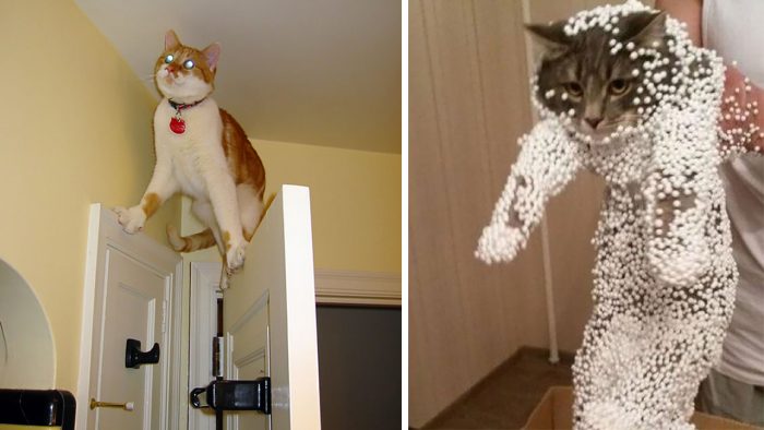 Cats That Instantly Regretted Their Poor Life Choices